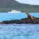 Grace Galapagos Deluxe Cruise Northern Islands – Saturday to Saturday