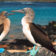Endemic C – Luxury South Eastern Galapagos – Sun to Thu