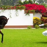 Peru Holiday Adventures | Peruvian Paso Fino Horses Show