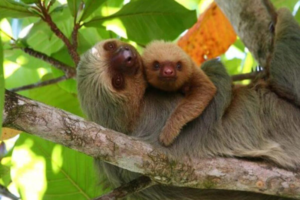 A mother sloth cradles her baby on a tree branch, their shaggy gray fur blending with the rough bark and vivid green leaves around them. Sunlight filters through the canopy in warm yellow-green tones, a natural scene suited to the Best of Costa Rica vacation package.